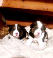 Akita Inu Puppies for sale in Redford Charter Twp, MI 48239, USA. price: NA