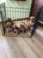 Alangu Mastiff Puppies for sale in Chennai, Tamil Nadu, India. price: 8000 INR