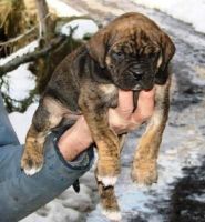 Alano Espanol Puppies for sale in New York, NY, USA. price: NA