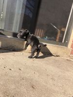 Alapaha Blue Blood Bulldog Puppies for sale in Des Moines, IA, USA. price: NA