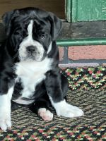 Alapaha Blue Blood Bulldog Puppies for sale in Westland, MI 48186, USA. price: NA