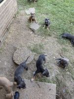 Alapaha Blue Blood Bulldog Puppies for sale in Jackson, MS, USA. price: NA
