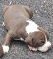 Alapaha Blue Blood Bulldog Puppies for sale in Cameron, NC 28326, USA. price: NA