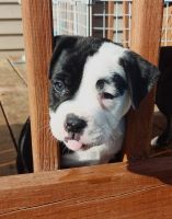 Alapaha Blue Blood Bulldog Puppies for sale in Shoals, IN 47581, USA. price: $300