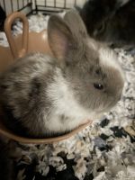 Alaskan Hare Rabbits for sale in Fayetteville, GA, USA. price: $40