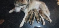 Alaskan Husky Puppies for sale in Chennai, Tamil Nadu, India. price: 90000 INR