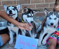 Alaskan Husky Puppies for sale in Midland, TX, USA. price: NA