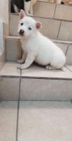 Alaskan Husky Puppies for sale in Murrieta, CA 92563, USA. price: NA