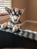 Alaskan Husky Puppies for sale in McAllen, TX, USA. price: NA