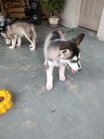 Alaskan Husky Puppies for sale in Fontana, CA 92335, USA. price: NA
