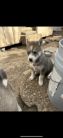 Alaskan Husky Puppies for sale in Dallas, TX, USA. price: NA