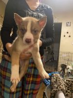 Alaskan Husky Puppies for sale in Lawndale, CA 90260, USA. price: NA