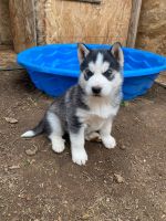 Alaskan Husky Puppies for sale in 7836 Green Crest Ct, Riverside, CA 92509, USA. price: NA