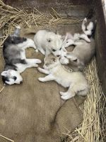 Alaskan Husky Puppies for sale in Gurugram, Haryana, India. price: 30000 INR