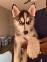 Alaskan Husky Puppies for sale in Mesa, AZ, USA. price: $600