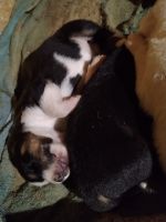 Alaskan Husky Puppies for sale in Clarkesville, GA 30523, USA. price: $150