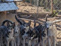 Alaskan Husky Puppies for sale in Goldcreek, MT 59733, USA. price: $800