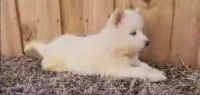 Alaskan Husky Puppies for sale in Miami, FL, USA. price: $600