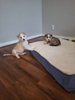 Alaskan Husky Puppies for sale in Janaf, Norfolk, VA 23502, USA. price: $600