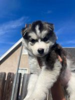 Alaskan Husky Puppies for sale in Orange County, CA, USA. price: $400