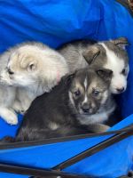 Alaskan Husky Puppies for sale in West Milton, OH, USA. price: $300