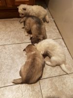 Alaskan Husky Puppies for sale in Renton, Washington. price: $900