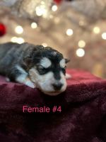 Alaskan Husky Puppies for sale in Caryville, Florida. price: $1,500