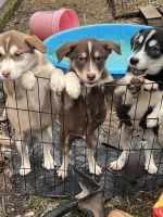 Alaskan Husky Puppies for sale in Lake Stevens, Washington. price: $300