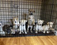 Alaskan Husky Puppies for sale in Reno, Nevada. price: $350