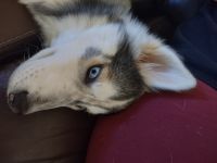 Alaskan Husky Puppies for sale in Cassatt, South Carolina. price: $350