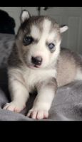 Alaskan Husky Puppies for sale in Chicago, IL, USA. price: $25,003,000