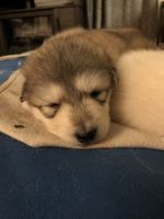 Alaskan Husky Puppies for sale in New Port Richey, Florida. price: NA