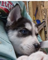 Alaskan Husky Puppies for sale in Winston Salem, North Carolina. price: $600