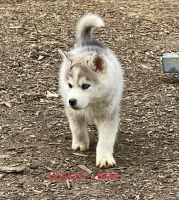 Alaskan Husky Puppies for sale in Greeneville, Tennessee. price: $1,300
