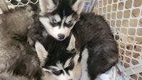 Alaskan Husky Puppies for sale in Hemet, CA, USA. price: $600