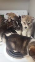Alaskan Husky Puppies for sale in Wooster, Ohio. price: $300