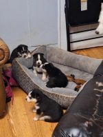 Alaskan Husky Puppies for sale in Syracuse, New York. price: $800