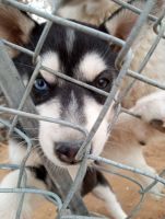 Alaskan Husky Puppies for sale in Lubbock, Texas. price: NA