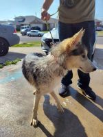 Alaskan Husky Puppies for sale in Killeen, Texas. price: $300