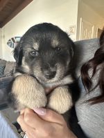 Alaskan Husky Puppies for sale in Oxnard, California. price: $350