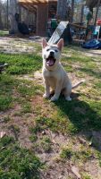 Alaskan Husky Puppies for sale in Picayune, Mississippi. price: $200