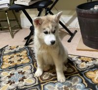 Alaskan Husky Puppies for sale in Greeneville, Tennessee. price: $500