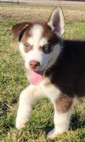 Alaskan Husky Puppies for sale in Van Wert, Ohio. price: $350