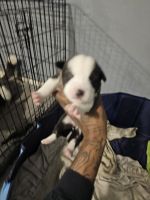 Alaskan Husky Puppies for sale in Philadelphia, Pennsylvania. price: $200