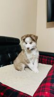 Alaskan Husky Puppies for sale in Austin, Texas. price: $400