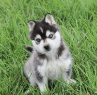 Alaskan Klee Kai Puppies for sale in New York, NY, USA. price: NA