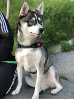 Alaskan Klee Kai Puppies Photos