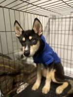 Alaskan Klee Kai Puppies for sale in Conyers, GA 30012, USA. price: NA