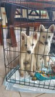 Alaskan Klee Kai Puppies for sale in Oak Creek, WI 53154, USA. price: NA