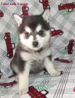 Alaskan Klee Kai Puppies for sale in Bandon, OR 97411, USA. price: NA